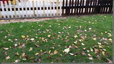 Different trends, fulles de tardor. Semblances i diferències