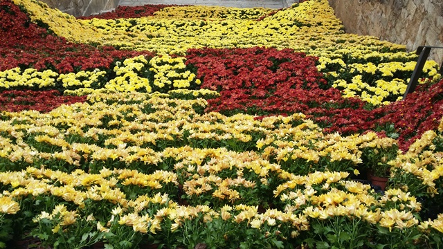 Art floral i creativitat_Temps de flors 2017_12