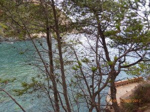 Fotografia costanera amb arbres en primer pla, mar al fons