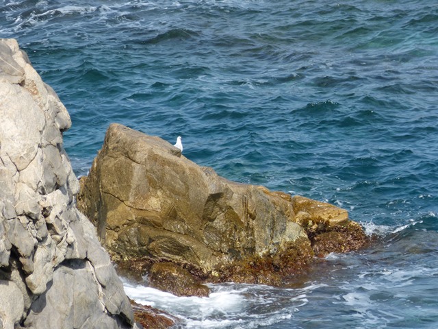 Vista costanera amb roques, vegetació, velers ancorats i una illa o península al fons