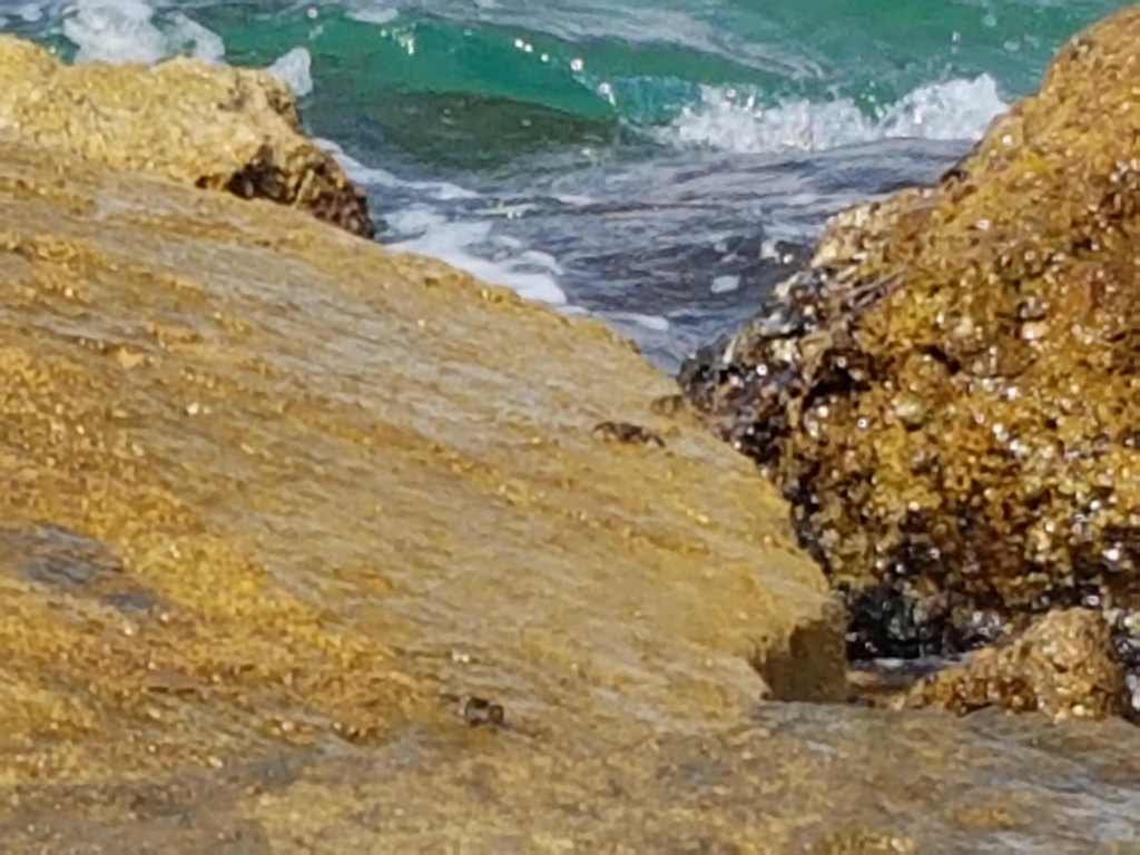 Crancs sobre roques amb onades trencant a la costa de Salou