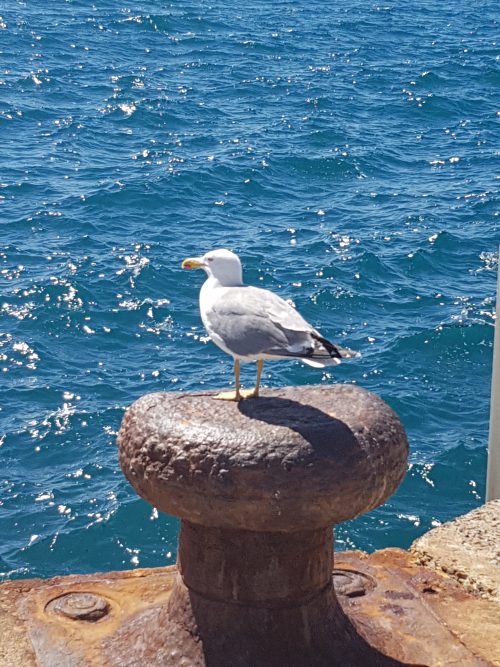 Gaudeix de la bellesa del mar a través de la galeria fotográfica sobre el mar a la web de Rosa López. Deixa't inspirar per la seva passió! #PasionConTinta #Comunicacio #Fotografia gavines