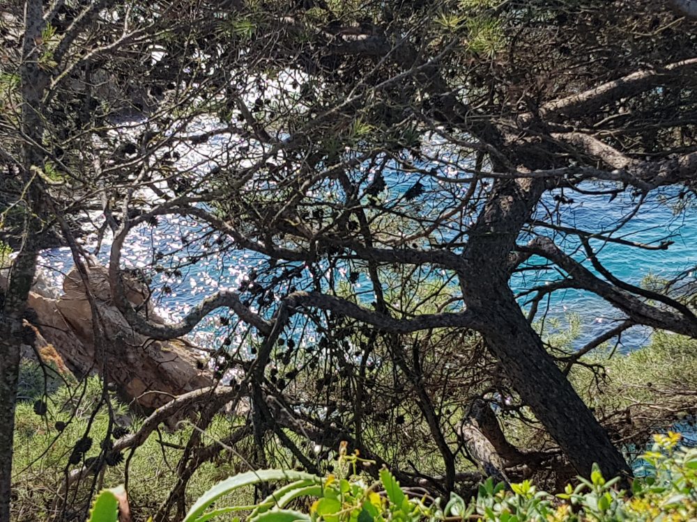Branques d’arbres amb el mar blau al fons als Jardins de Santa Clotilde