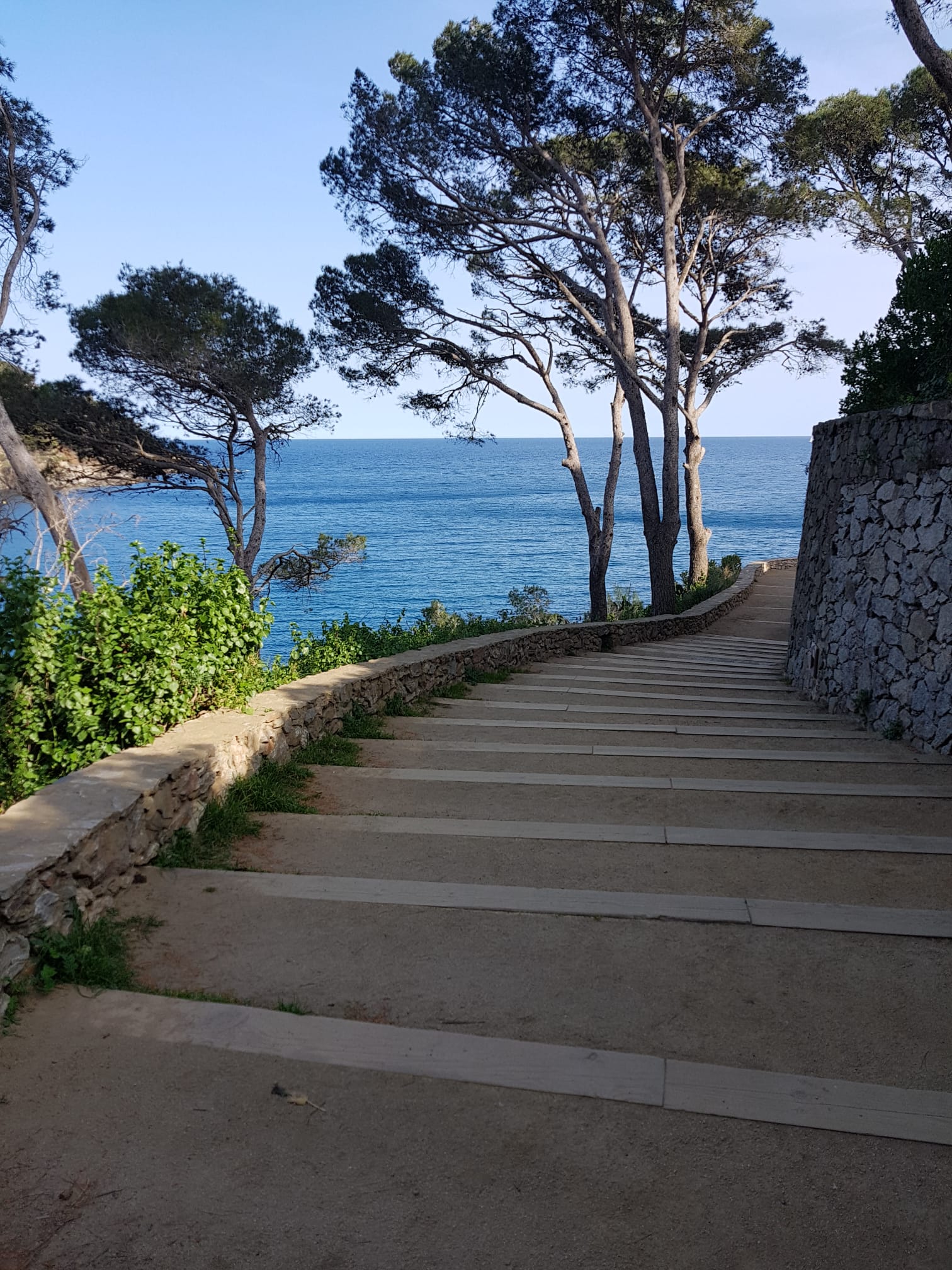 Escales de pedra entre pins amb vista al mar a Calella de Palafrugell