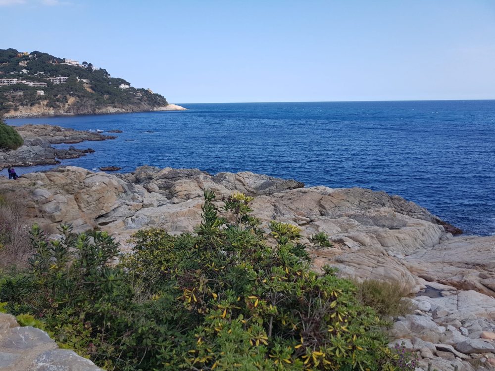Vista de Calella de Palafrugell amb arbres al primer pla i badia al fons