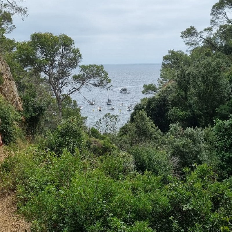 Vegetació i arbres a Cala Pedrosa, paisatge natural prop de la costa