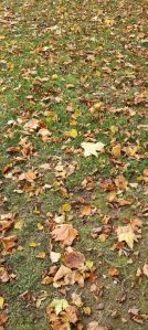 Fulles de tardor escampades sobre gespa verda