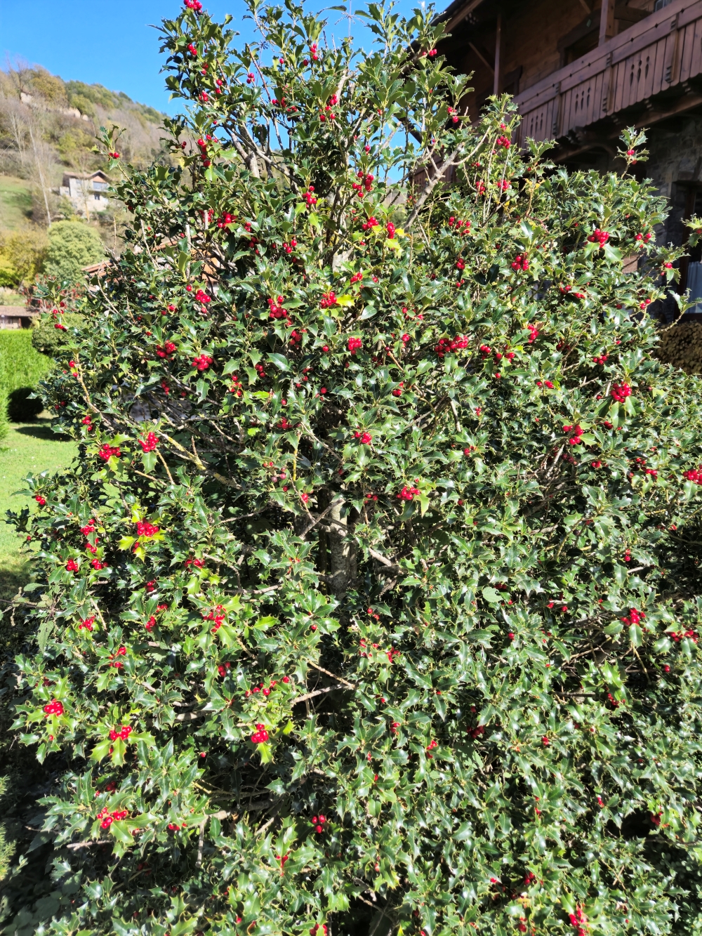 Vall de Camprodon - Llanars Grèvol #Fotografia #PasionConTinta #Comunicacio 2024