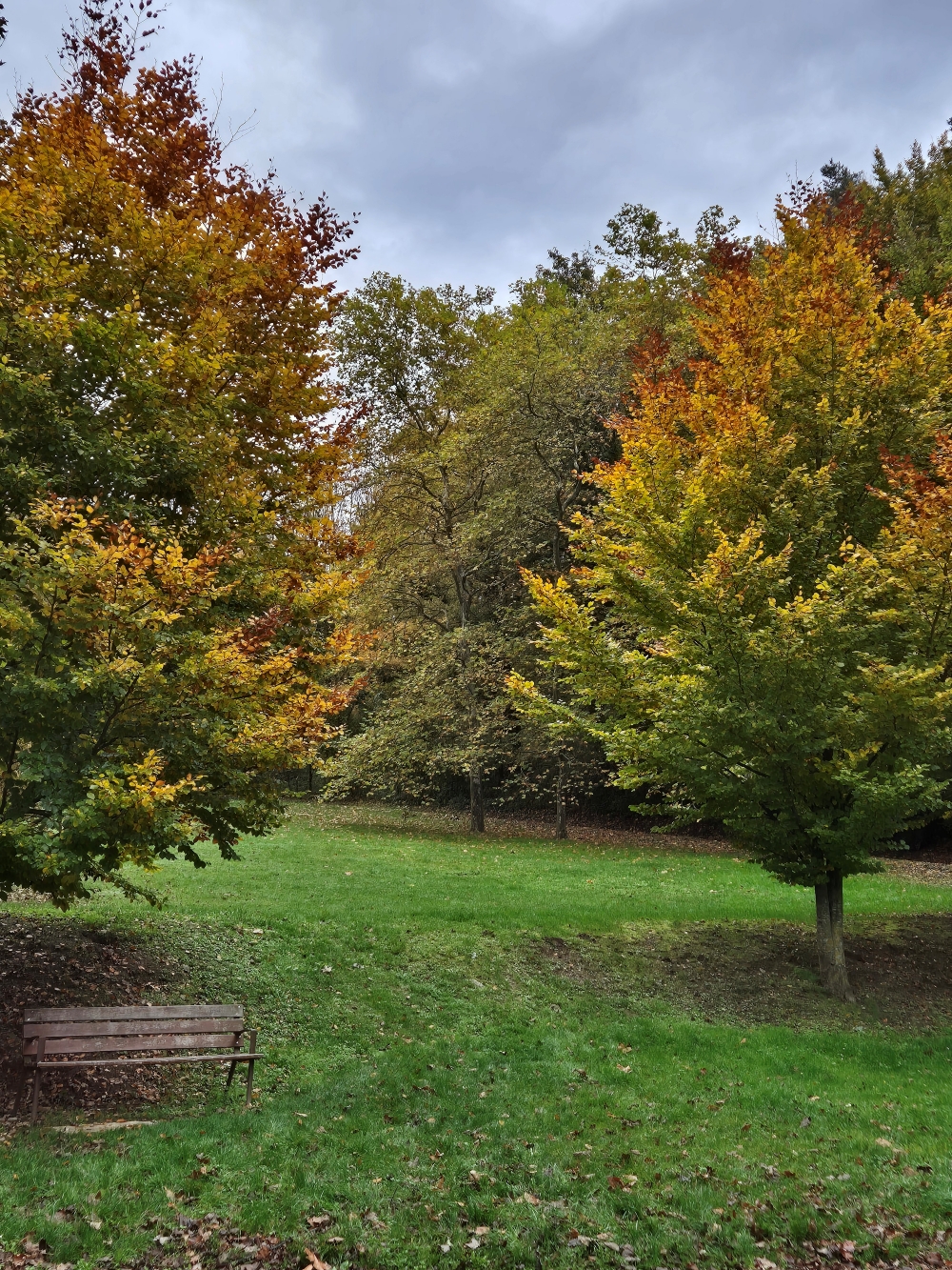 Vall de Camprodon - Llanars Arbres #Fotografia #PasionConTinta #Comunicacio 2024